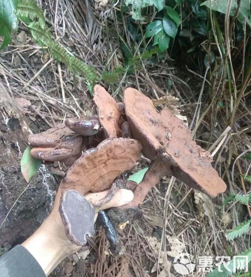 广西柳州纯紫灵芝 深山珍品，滋补养生的天然瑰宝