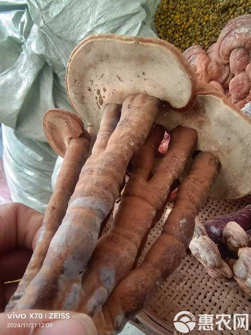灵芝干品 中药材滋补佳品 初级农产品 地产直发