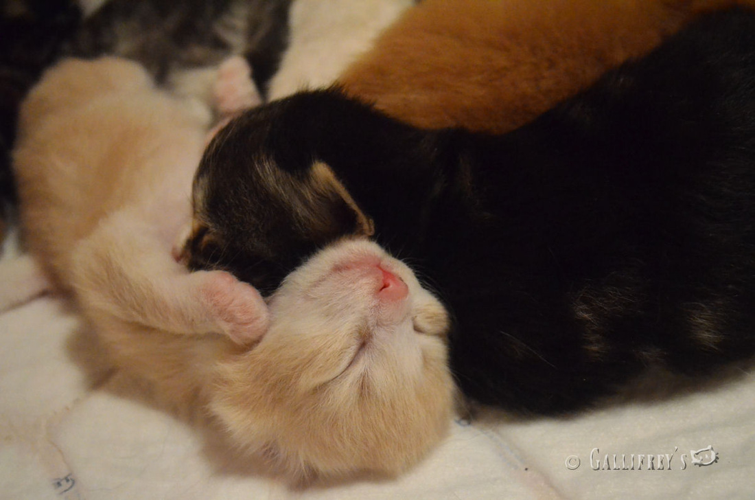 思念连曝创可贴汤圆泡沫水饺 市民呼吁调查清楚_kaiyun开云网页版