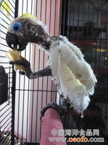 夏季昆虫活跃 野外活动时谨防毒蜂蜇咬‘kaiyun网页登录入口’