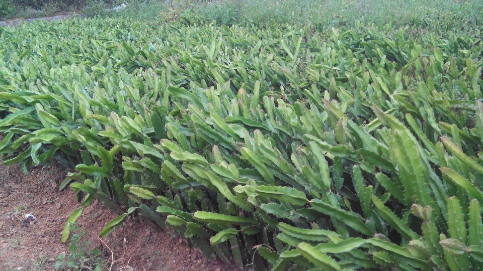 kaiyun网页登录入口-团县委积极组织青少年赴澳参加澳门特别行政区成立十八周年2018年亚洲地区青少年千人军操大汇演活动