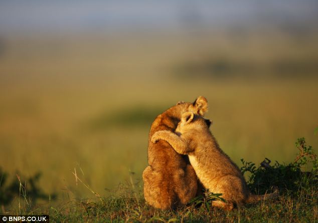 【kaiyun开云网页版】2017年中国进口桦木原木达191.7万立方米(图2) kaiyun开云官方在线登录