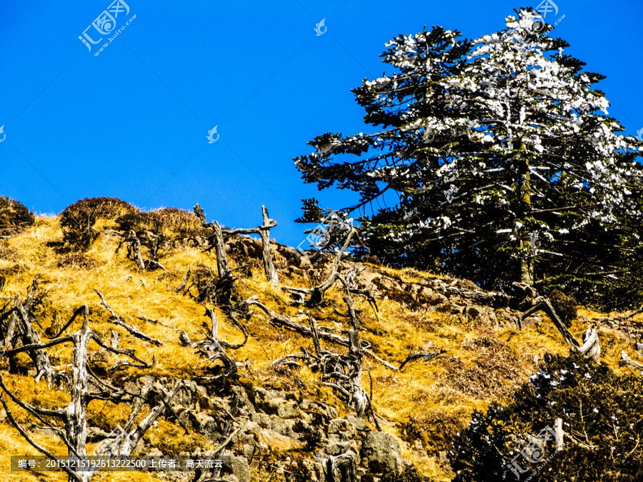 kaiyun网页登录入口-宁波口岸首次截获检疫性有害生物——非洲乳白蚁(图2) kaiyun网页登录入口