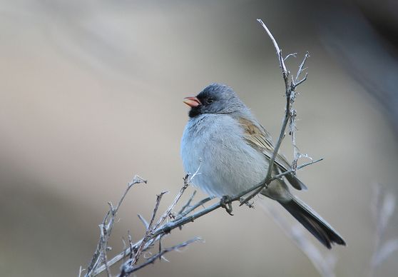 kaiyun网页登录入口