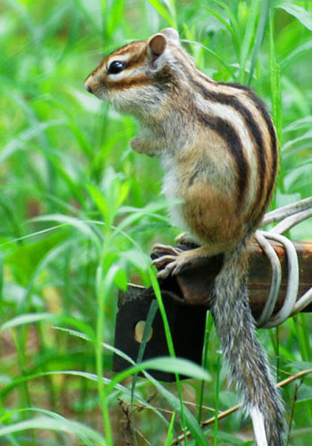 kaiyun开云网页版