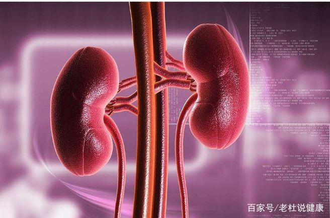 贞美酵素魔芋辅餐粉 排毒养颜“kaiyun开云官方在线登录”(图1) kaiyun网页登录入口