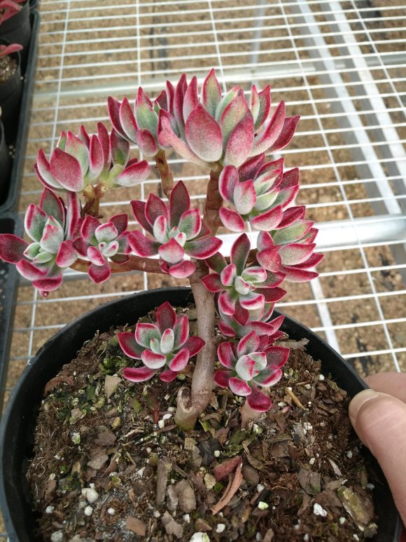 kaiyun开云官方在线登录