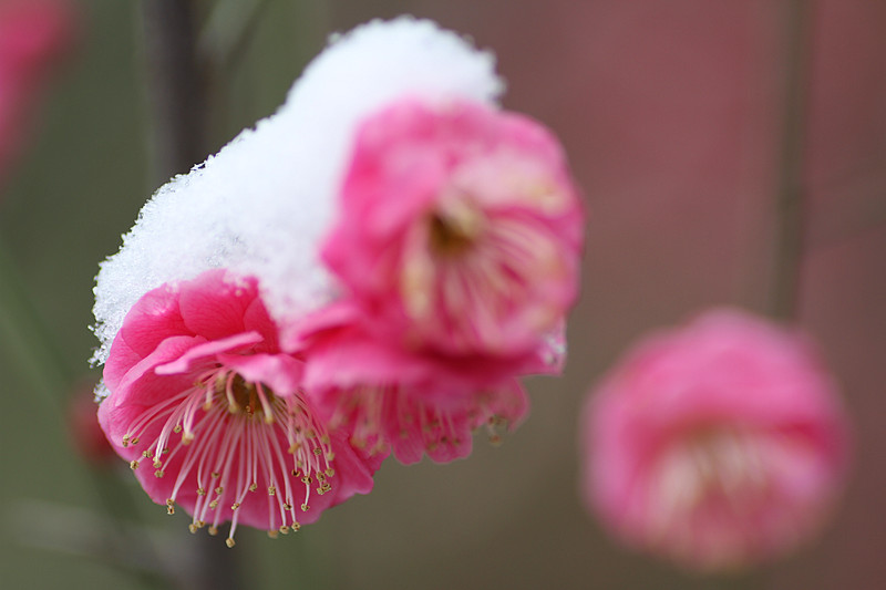 【kaiyun开云网页版】全球针叶材行业复苏明显(图1) kaiyun开云网页版