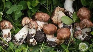 kaiyun网页登录入口