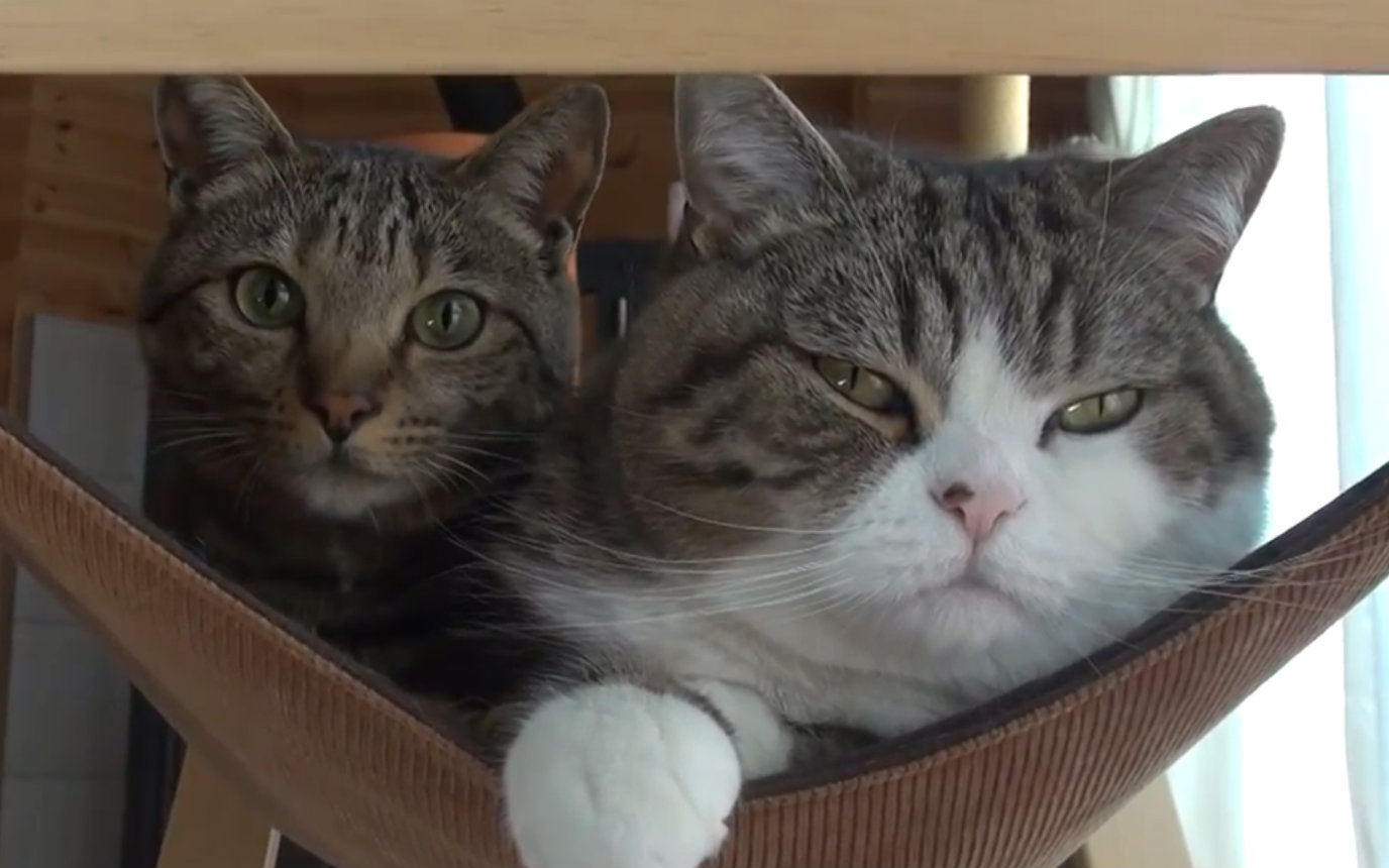 kaiyun开云官方在线登录