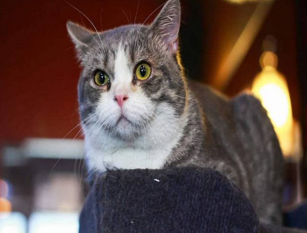 kaiyun开云网页版